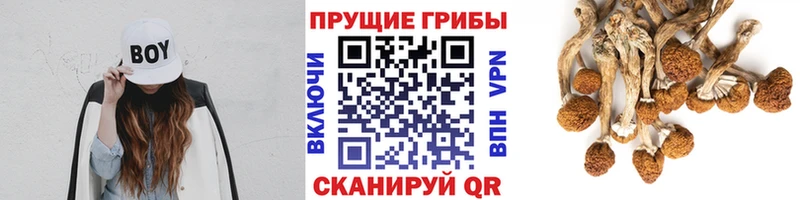 blacksprut ССЫЛКА  Балтийск  Галлюциногенные грибы Magic Shrooms 